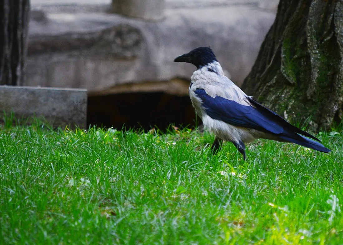 O cioară grivă, cu capul negru, spatele gri și aripile negre-albastre, pe iarbă într-un parc din București.
