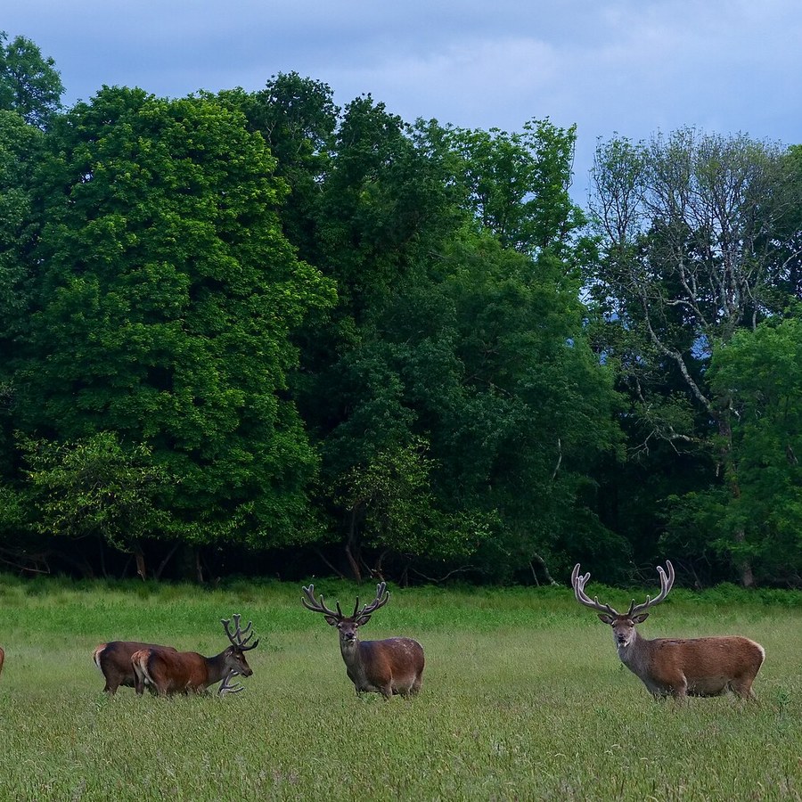 Red deer stags with antlers in velvet, Killarney National Park, Ireland. Photo: Robert Leane, CC BY-SA 4.0, via Wikimedia Commons.