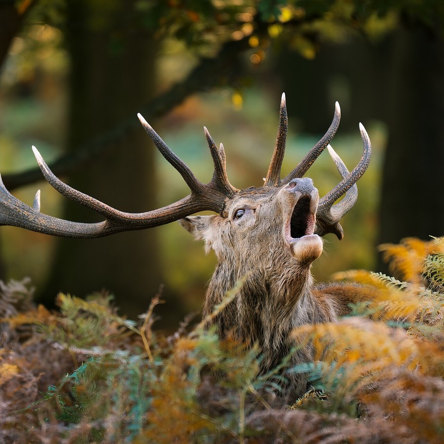 A red deer stag roaring in Richmond Park, London, October 2025. Photo: Julian Herzog, CC BY-SA 4.0, via Wikimedia Commons.
