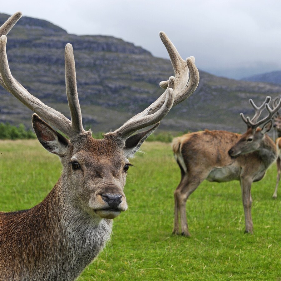 A red deer stag with antlers in velvet, Glen Torridon, Scotland. Photo: Mehmet Karatay (derivative: Massimo Catarinella), CC BY-SA 3.0, via Wikimedia Commons.