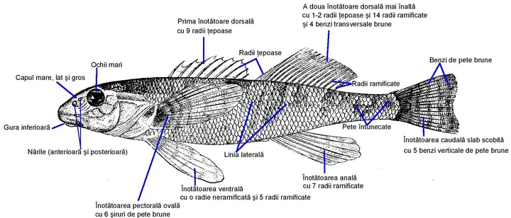 Annotated anatomical drawing of the asprete fish.