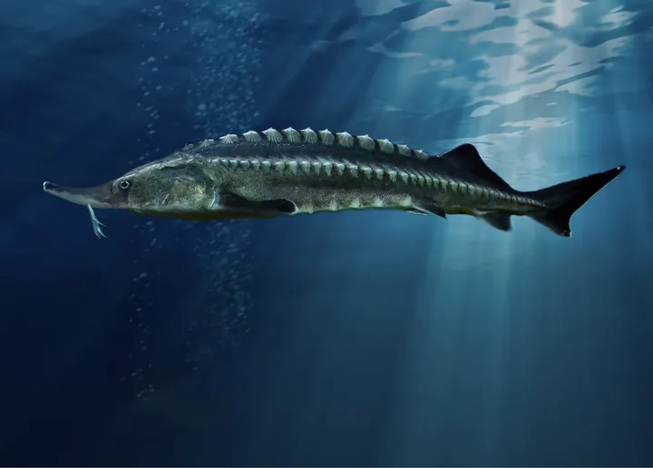 A beluga sturgeon swimming underwater.