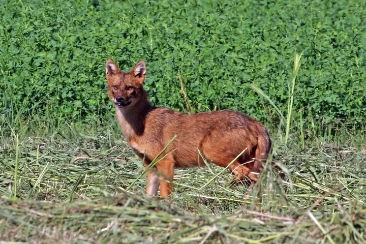 A golden jackal standing in a green field.