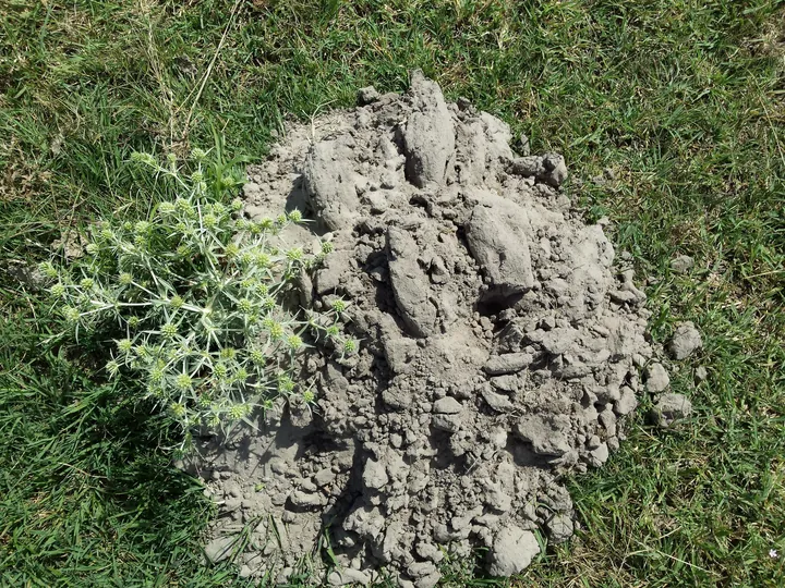 Soil mounds raised by blind mole-rats in a meadow.
