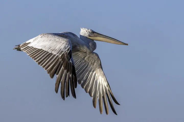 A Dalmatian pelican flying with wide-open wings.