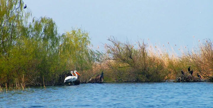 Pelicans and cormorants on a Delta channel shore.