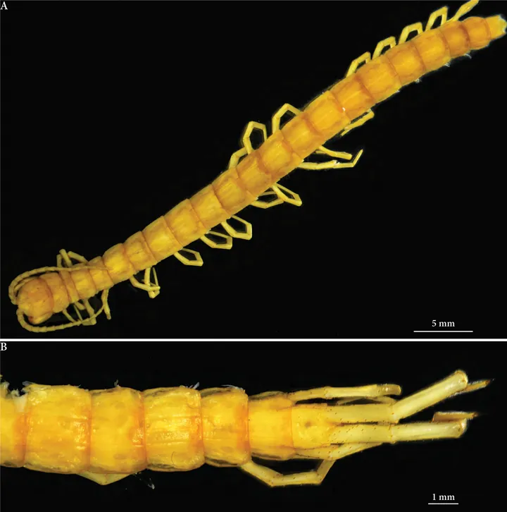 The eyeless centipede Cryptops speleorex, preserved, seen from above.