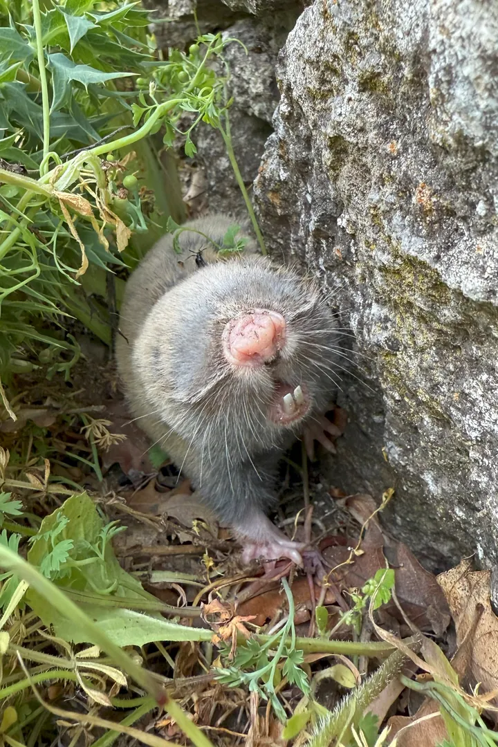 A grey-furred blind mole-rat, no visible eyes, incisors showing.
