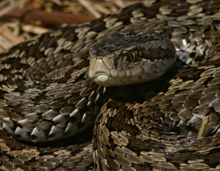 Meadow viper with zigzag pattern, close-up.
