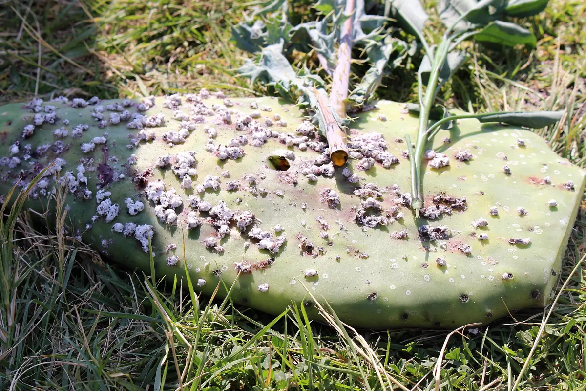 Colonii de cârmâz pe un cactus-smochin la Teotihuacan, Mexic. Puful alb ascunde insectele roșii.