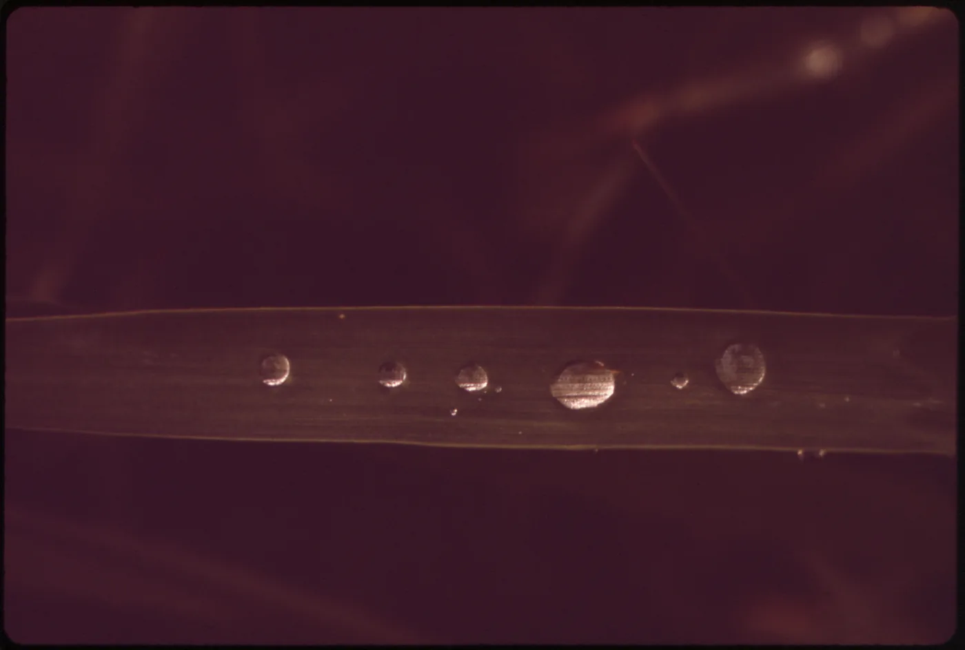 Round, bead-like raindrops resting on a blade of green grass.
