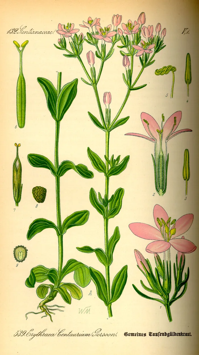 Centaury (Centaurium erythraea), a botanical plate.