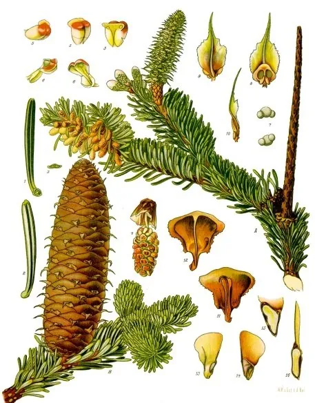 The silver fir (Abies alba), a plate from Köhler’s Medizinal-Pflanzen.