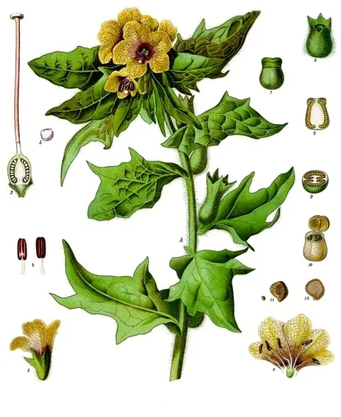 Henbane (Hyoscyamus niger), a plate from Köhler’s Medizinal-Pflanzen.