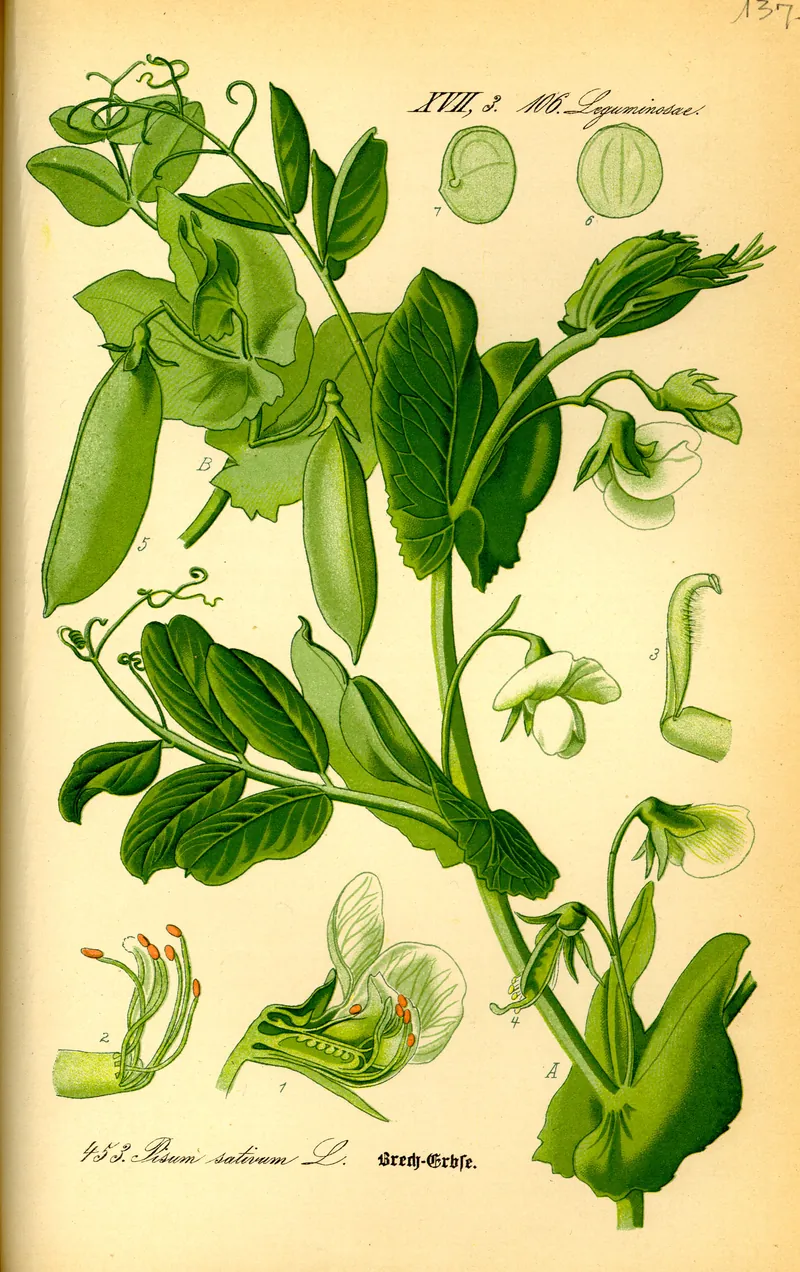 The garden pea (Pisum sativum), a botanical plate.