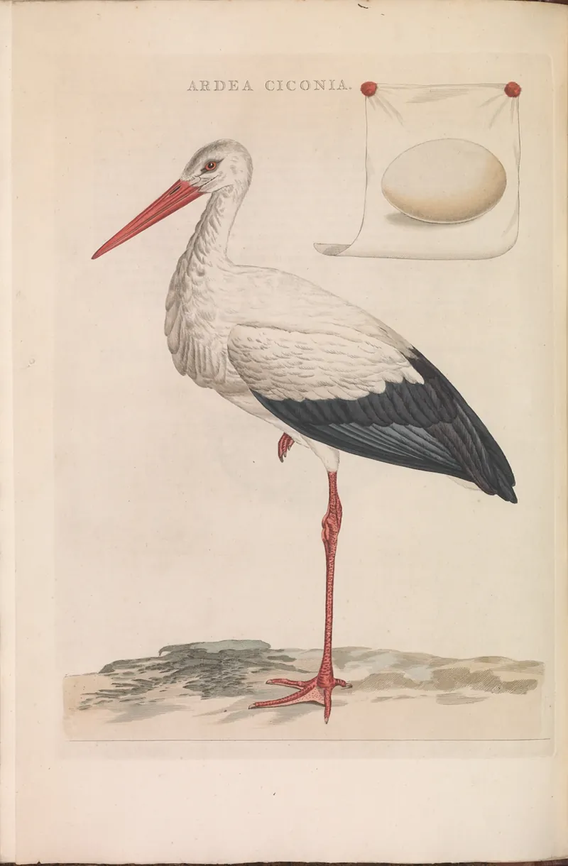 The white stork (Ciconia ciconia), a plate from Nederlandsche vogelen.