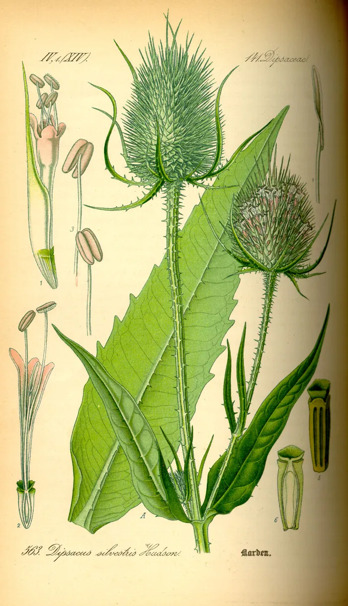 Wild teasel (Dipsacus fullonum), a botanical plate.