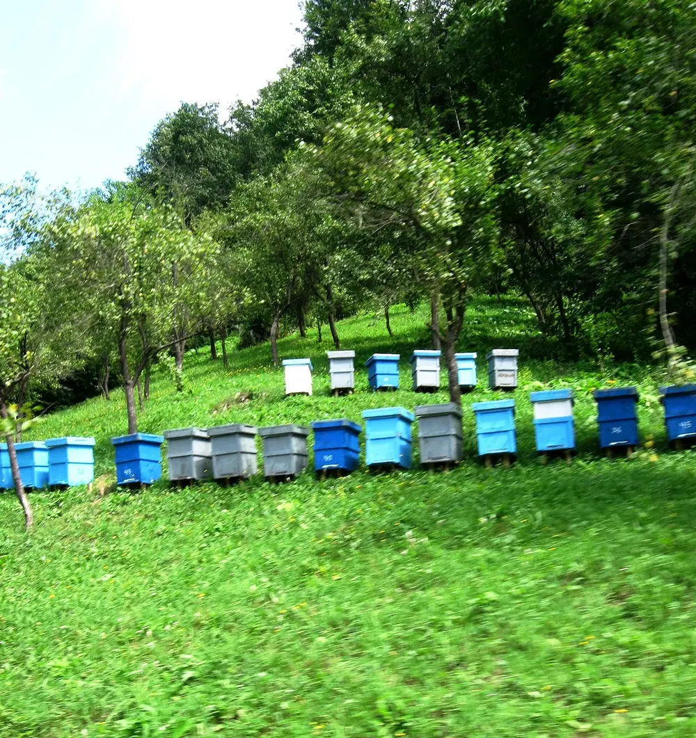 Un șir de stupi albaștri și albi pe o pajiște înclinată, sub pomi.