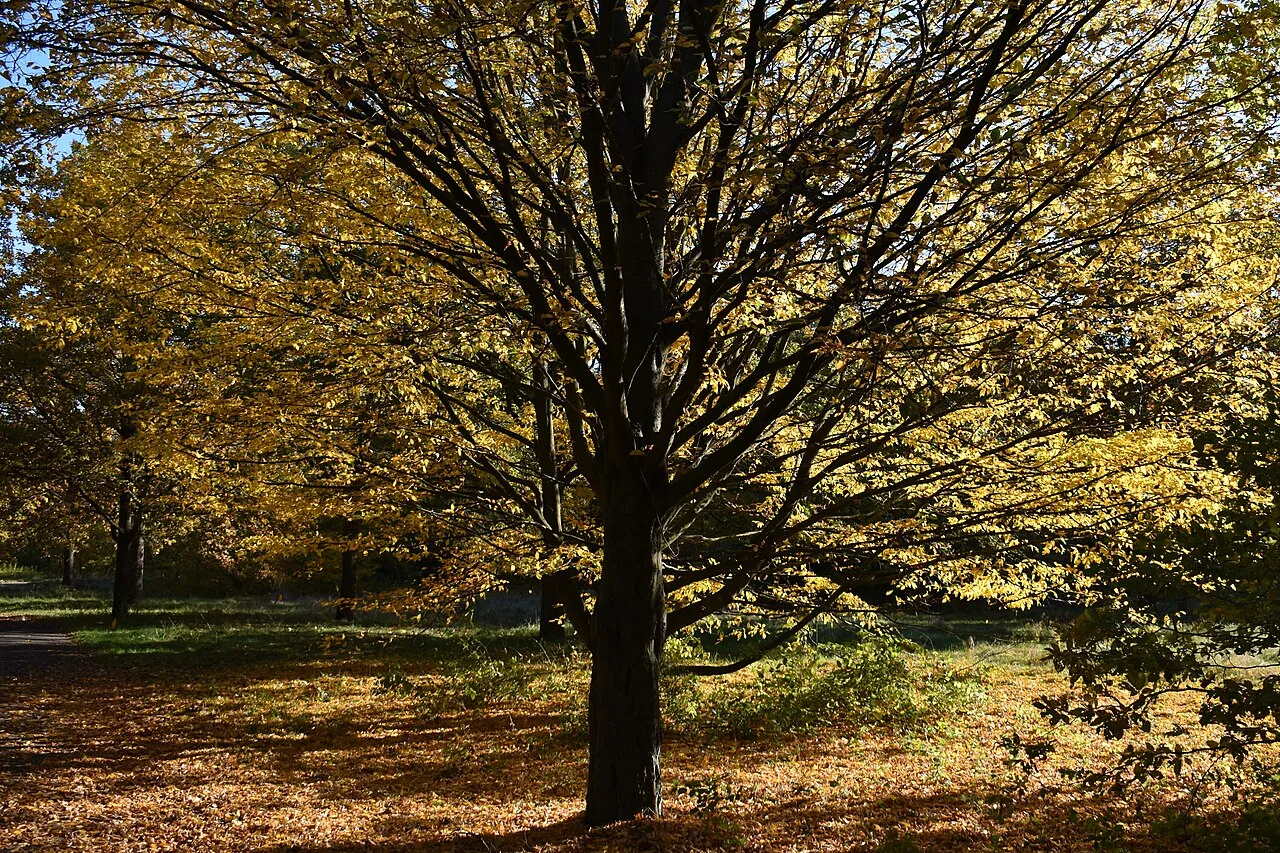Un copac cu frunze galbene de toamnă într-un parc