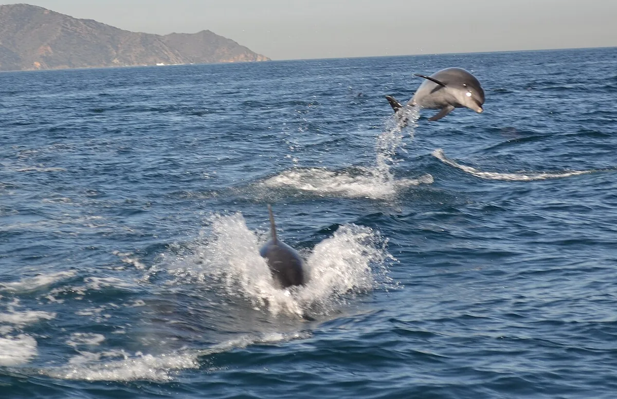 A bottlenose dolphin leaping from the water, photographed from the side.