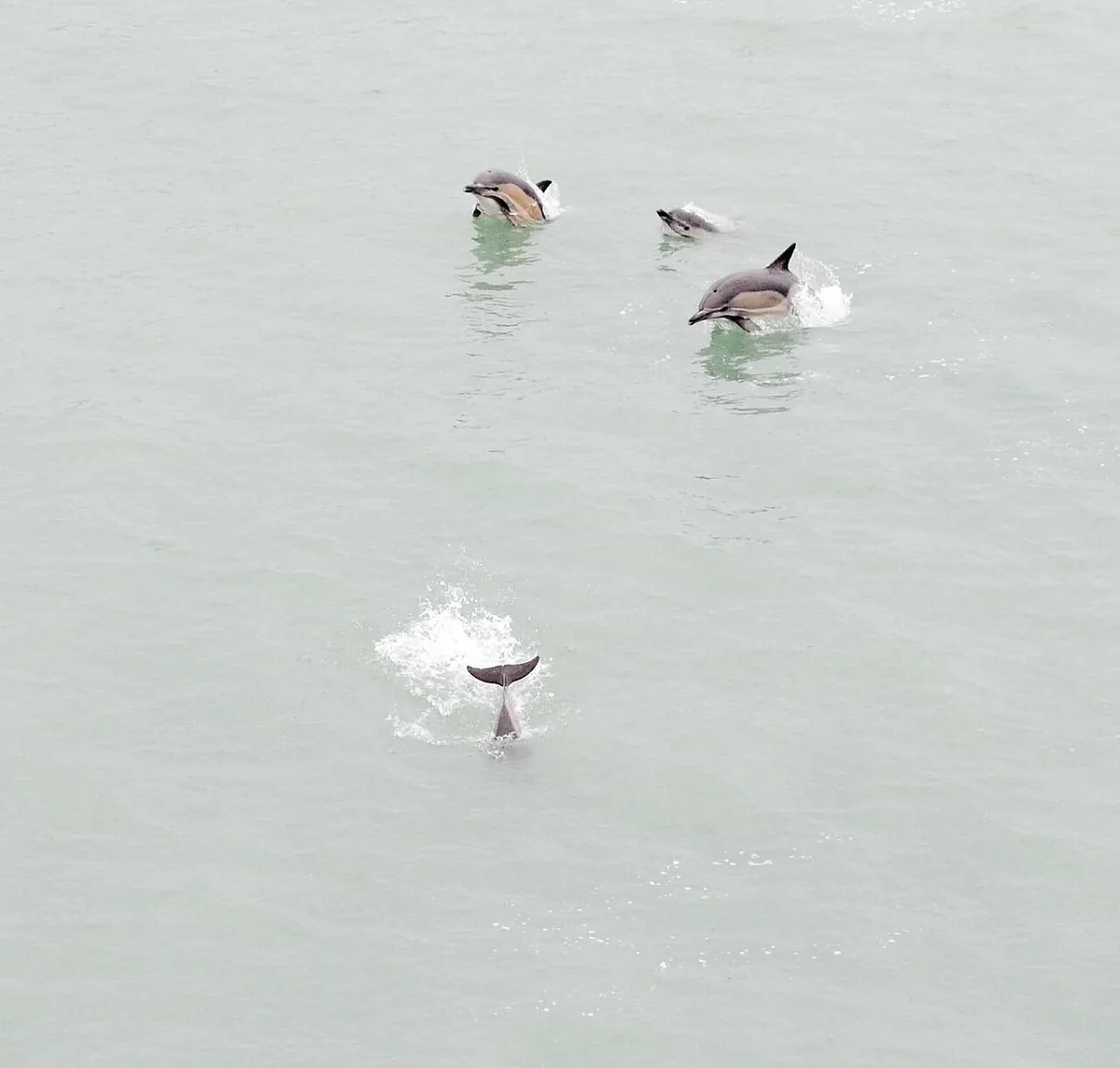 A pod of common dolphins swimming at the sea surface, next to a ferry.