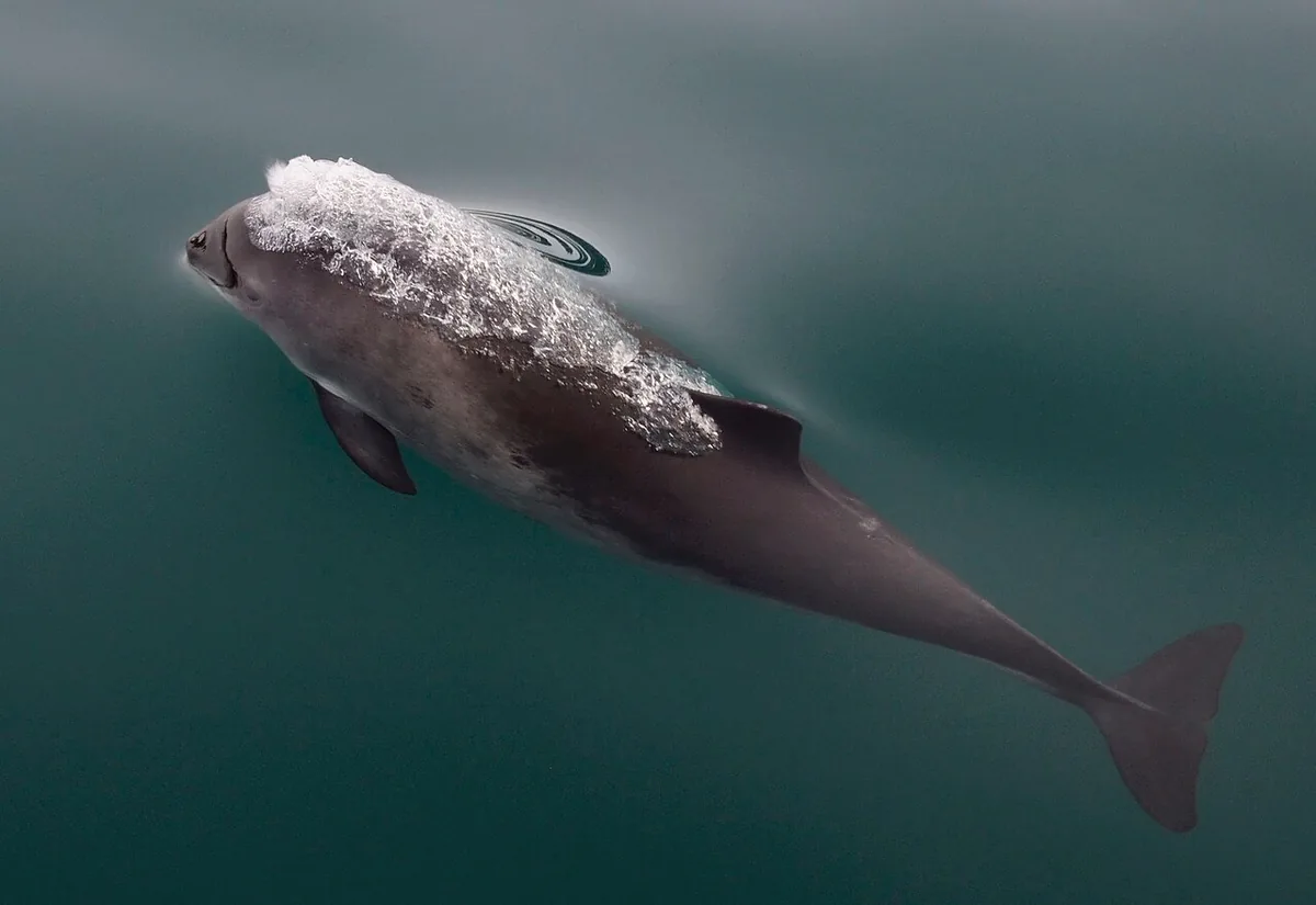 A harbour porpoise swimming just under the surface.