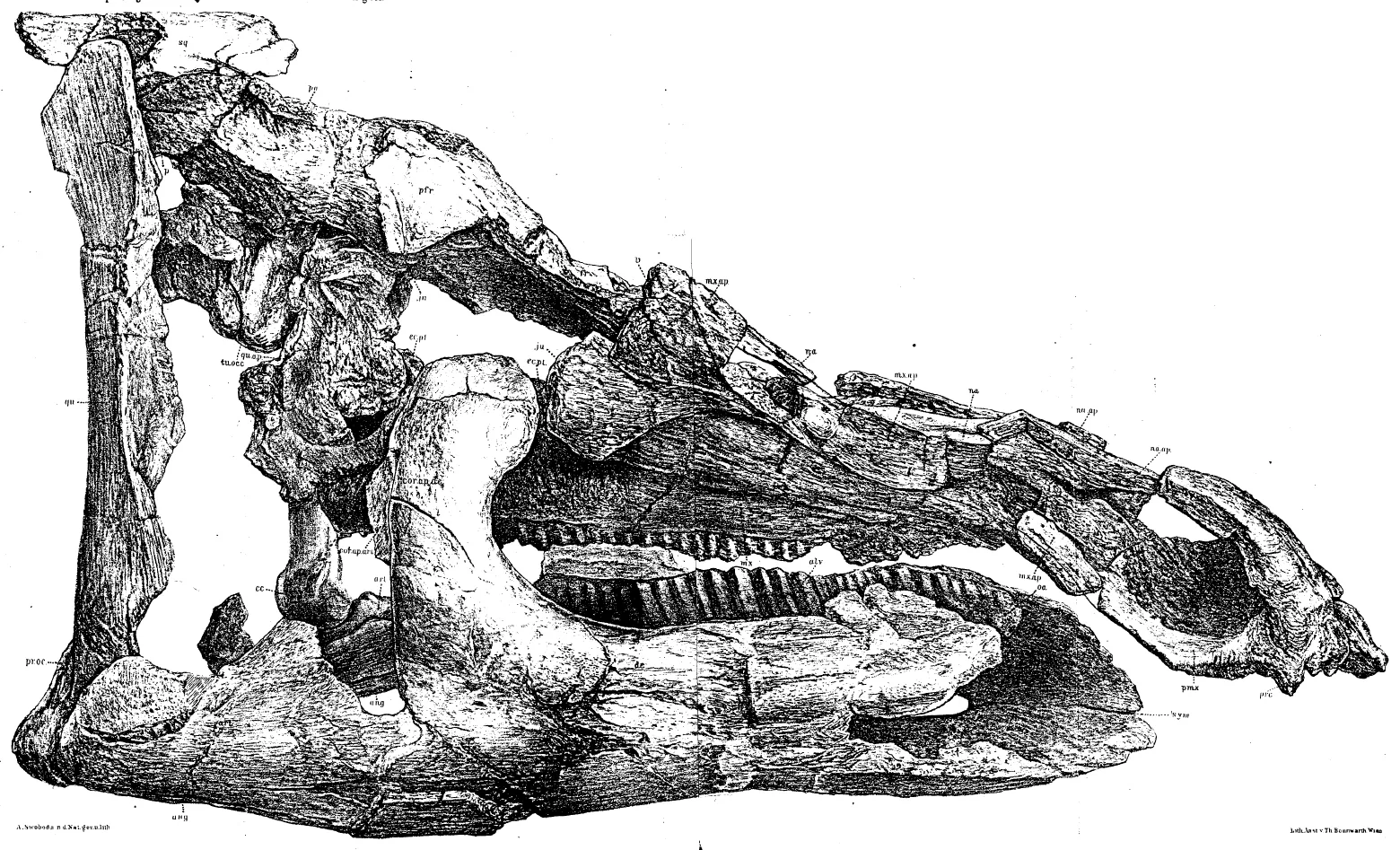 Gravură din 1900: craniu de dinozaur văzut din lateral, cu șiruri de dinți mărunți.