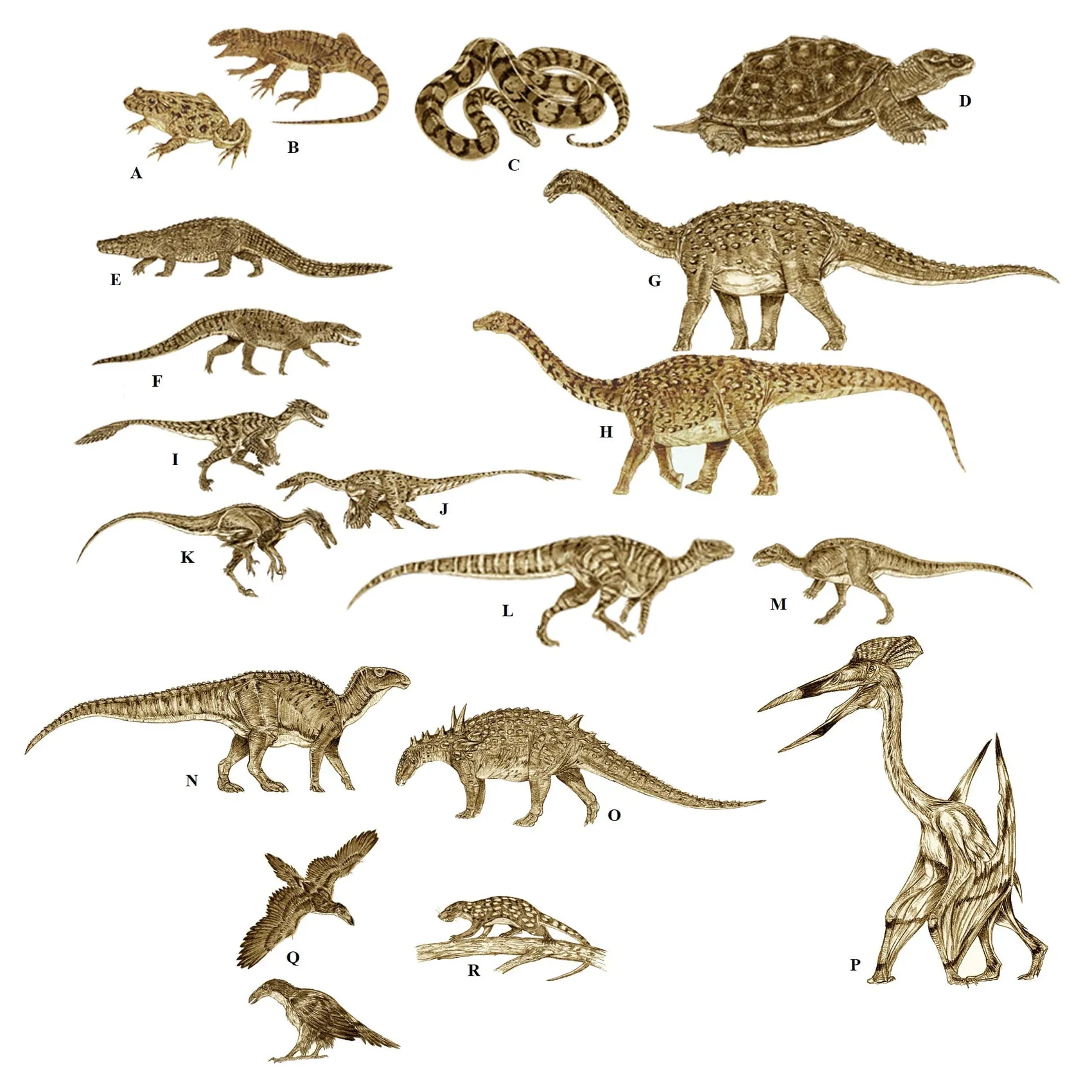 Planșă desenată cu aproape douăzeci de animale de pe insula Hațeg: șopârle, un șarpe, o țestoasă, crocodili, dinozauri erbivori, un sauropod, Balaur și un pterozaur uriaș.