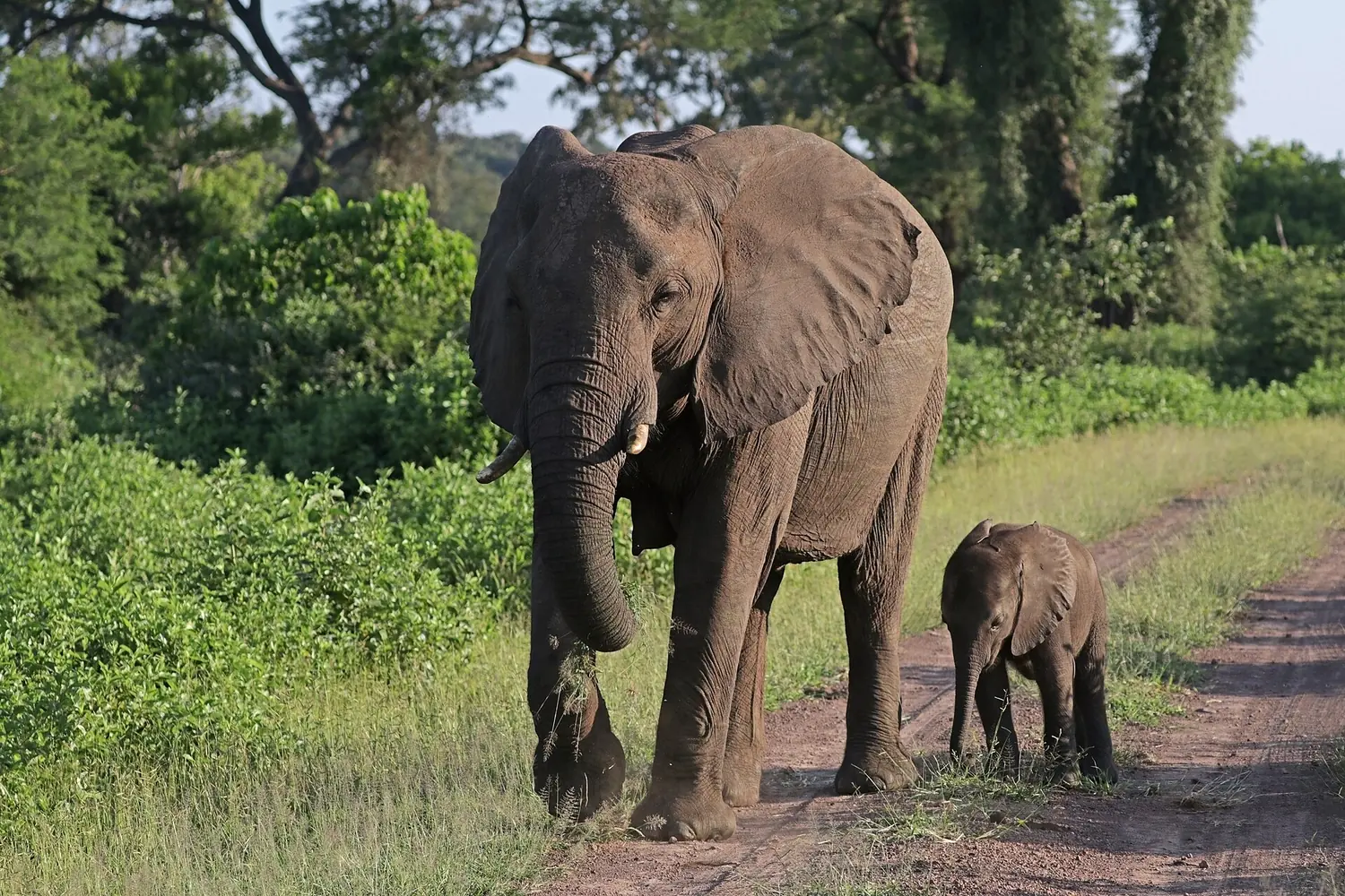 O femelă adultă de elefant pe un drum de pământ, cu un pui foarte mic alături