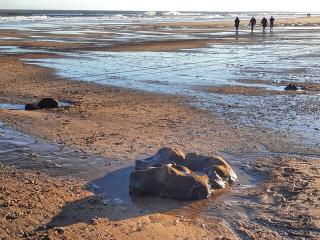 Weathered tree stumps and ancient wood exposed on the wet beach at Cresswell.