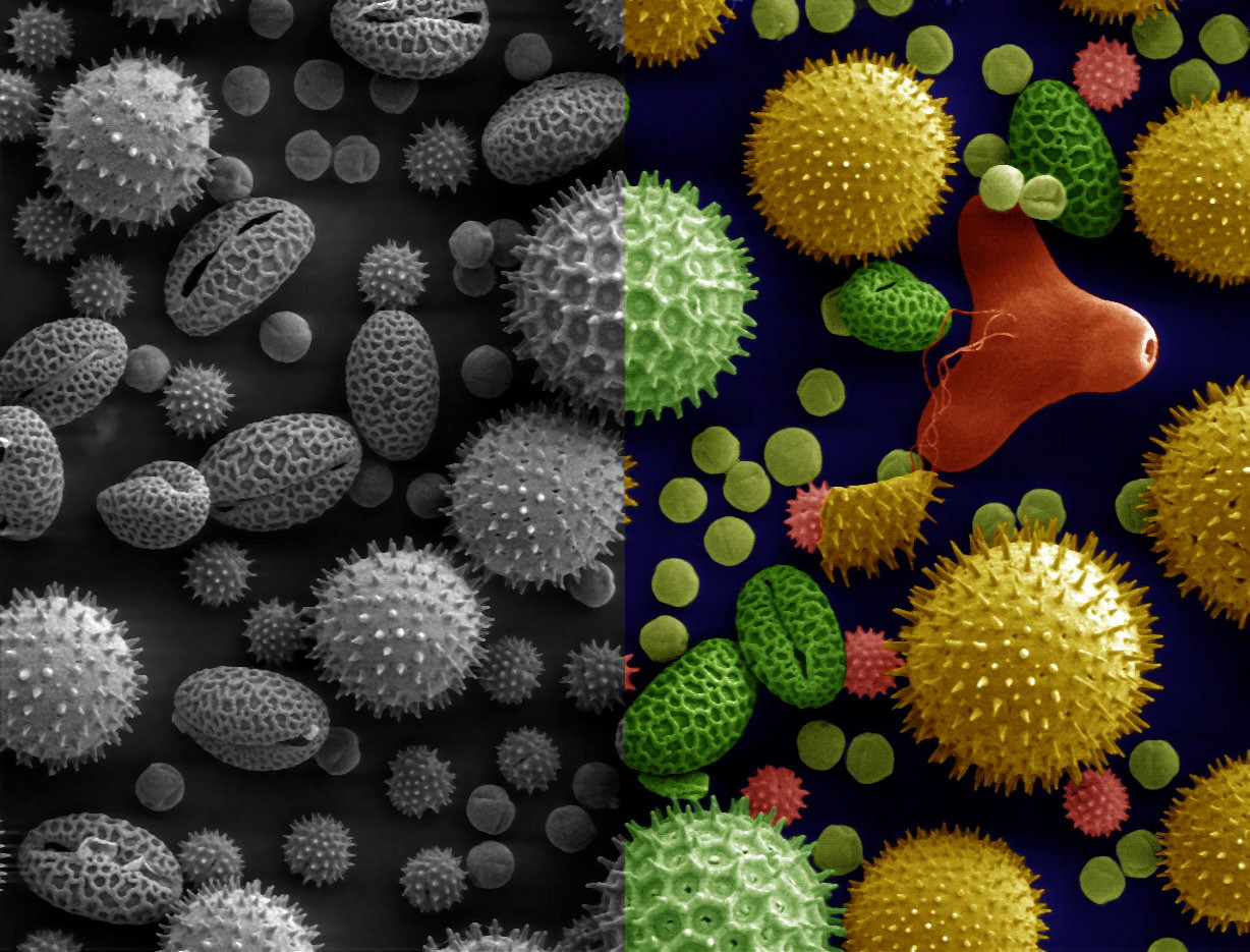Pollen grains shown in a split black-and-white and colour electron micrograph.
