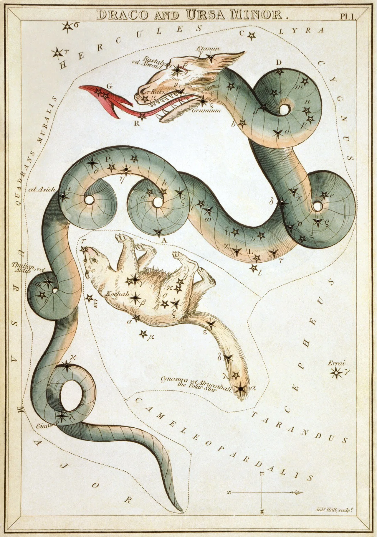 Constelația Draco, desenată ca un balaur încolăcit, pe o planșă colorată din 1825