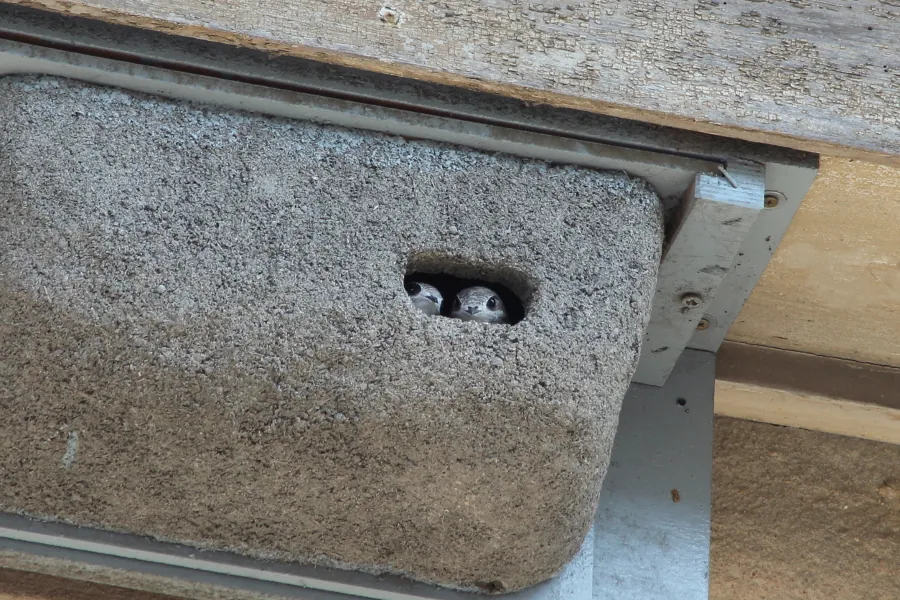 Doi pui de drepnea privesc din deschiderea unei cutii de cuib din beton, montată sub o streașină.