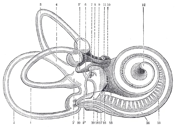 The membranous labyrinth of the right ear, with the three semicircular canals, the vestibule and the cochlea, in a 1918 anatomy plate.