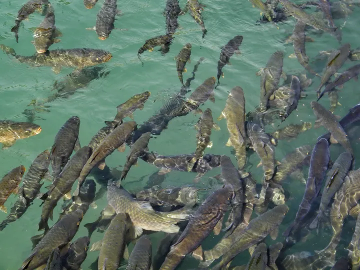 Dozens of large grey carp crowding the surface of a stone-lined pool.