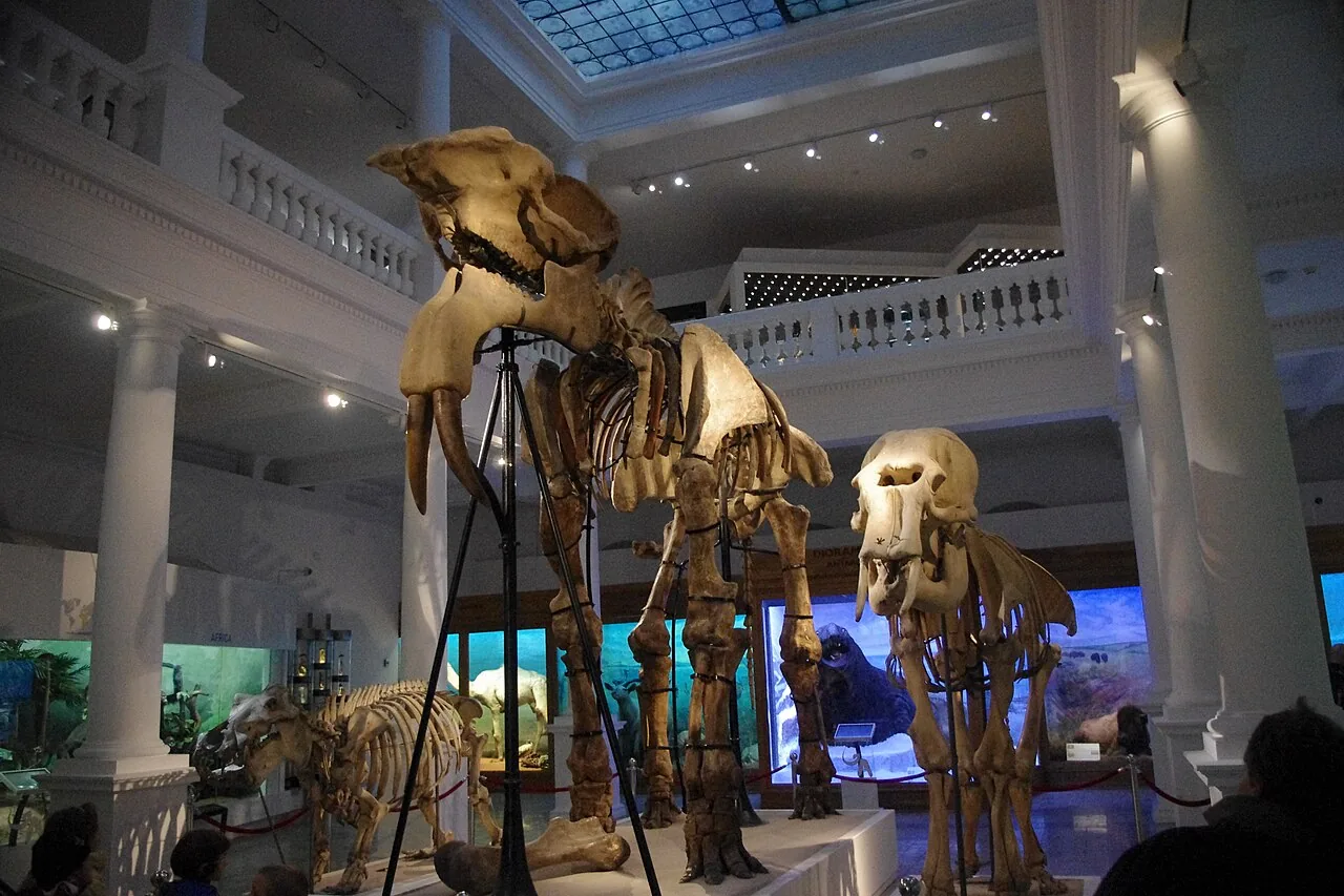 Scheletul montat al dinoteriului de la Mânzați, în atriul Muzeului Antipa: craniul cu doi colți curbați în jos, coastele și picioarele din față, pe un postament alb.