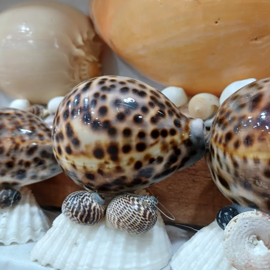 Scoica cauri (Cypraea tigris): modelul de luciu al lui porcelain.