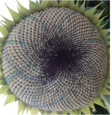 A ripe head from above: the seeds show one by one. Source: Swinton et al. 2016, figure 6 (flower 095), CC BY 4.0, via PubMed Central.