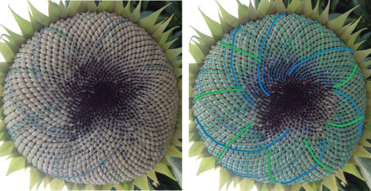 The same head with counting guides drawn over the spirals.
