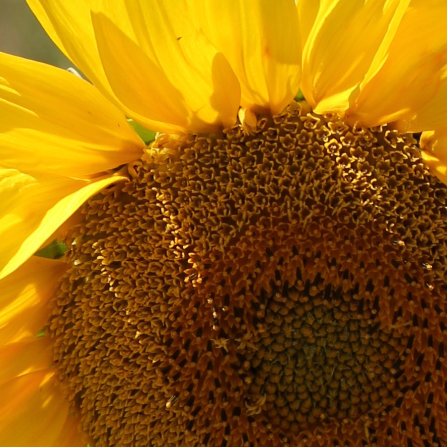 The middle of a sunflower: open tubular flowers at the rim, buds toward the centre. Photo: George Chernilevsky, public domain, via Wikimedia Commons.