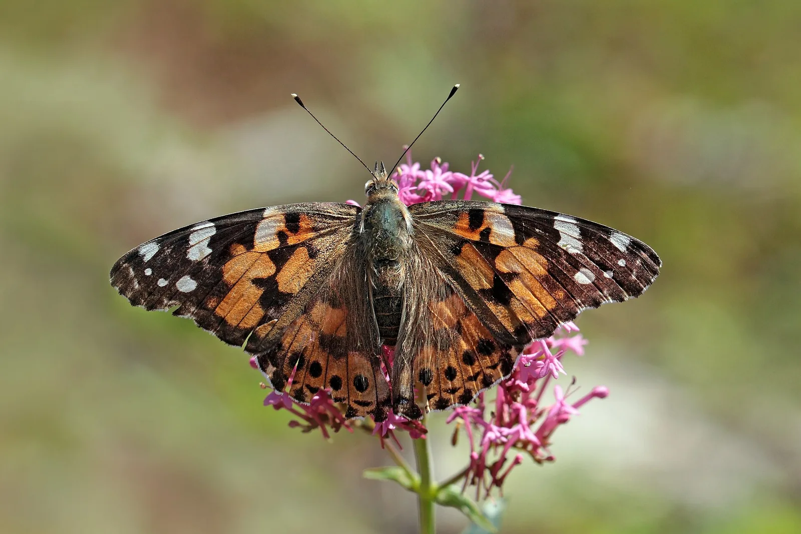 An orange butterfly with black and white spots on its wings, wings open, sitting on a pink flower.