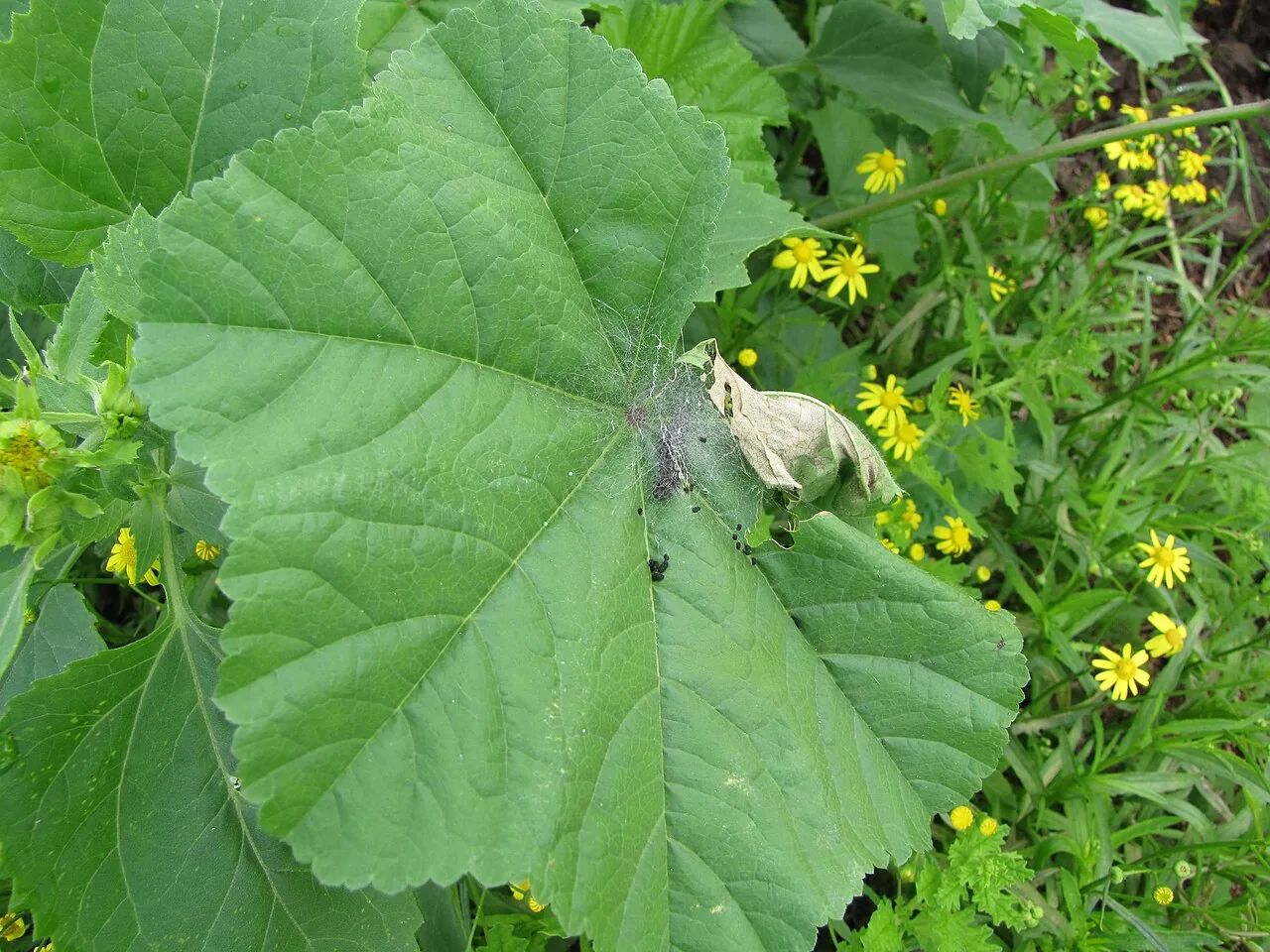 The hairy grey-brown caterpillar of the painted lady, with a yellow stripe, on a green mallow leaf.