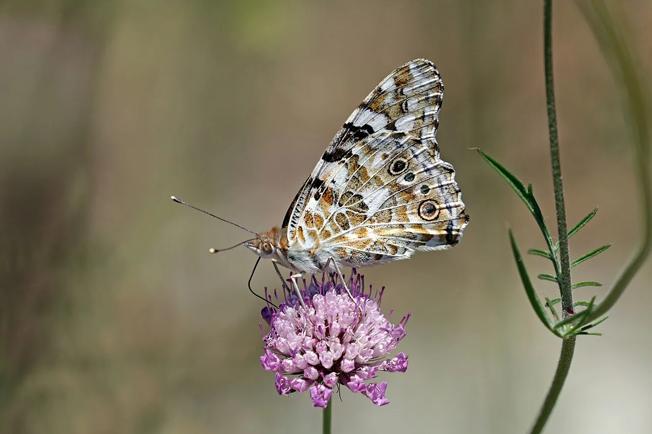 A painted lady with closed wings seen from below: wings marbled in brown, grey and black, with small eyespots.