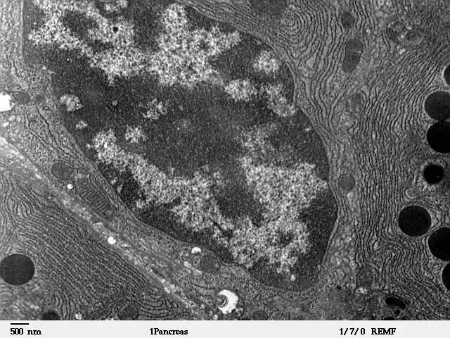 Micrografie alb-negru: nucleu, straturi de membrane și cercuri negre.