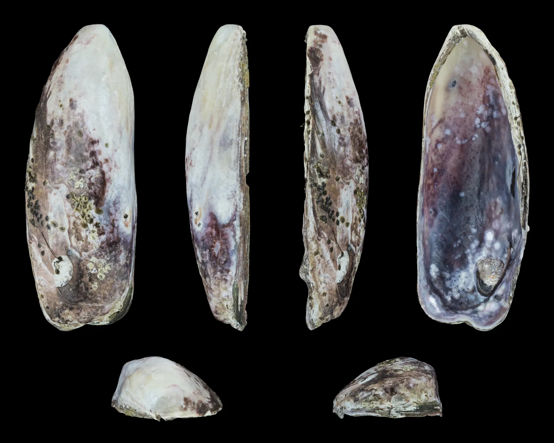 Four brown mussel shells, inside and outside, on black.