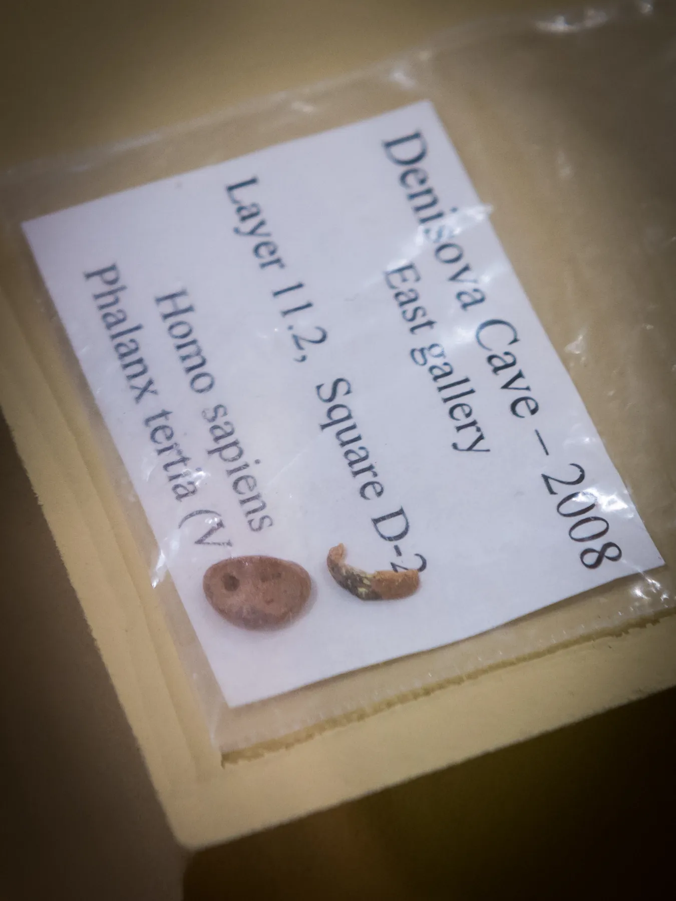 Two tiny bone fragments in a labelled plastic bag reading Denisova Cave 2008.