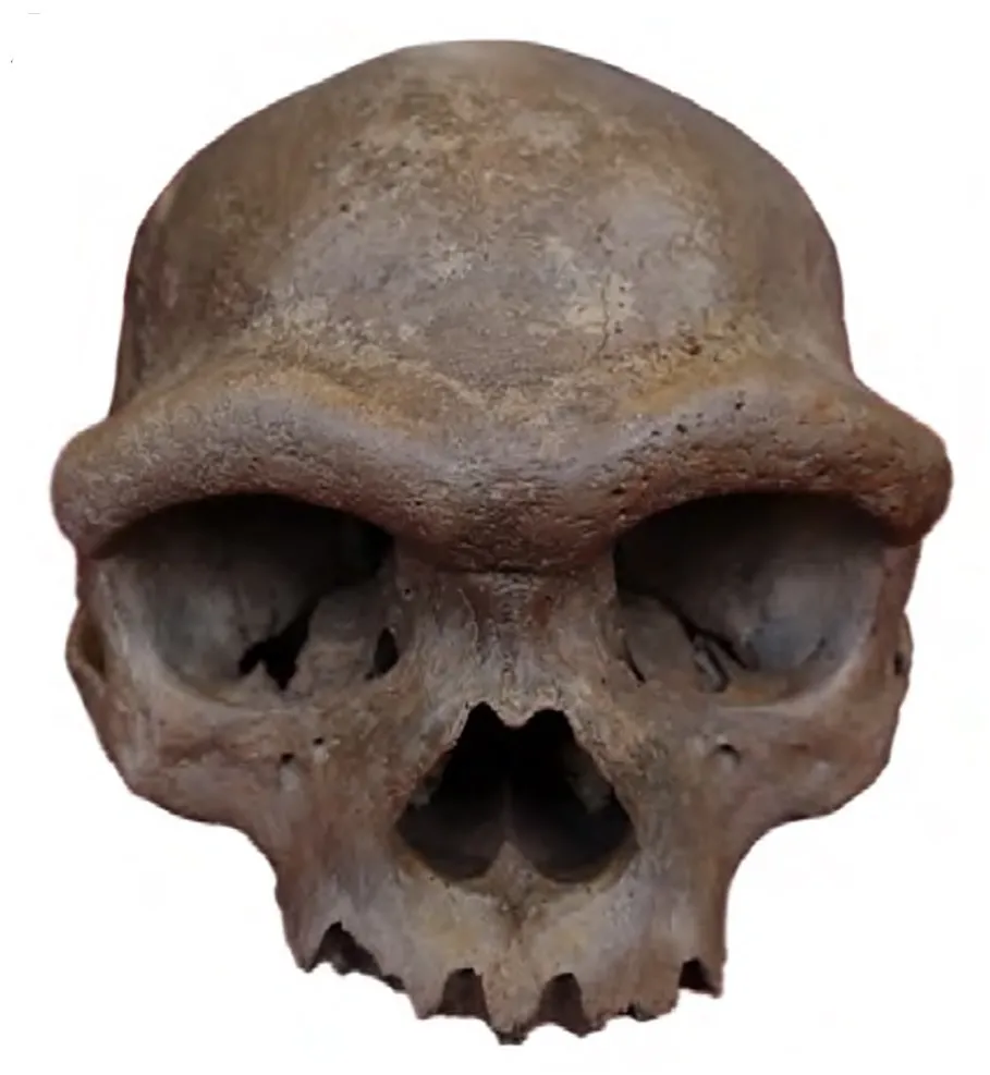 A large, heavy-browed fossil skull seen from the front.