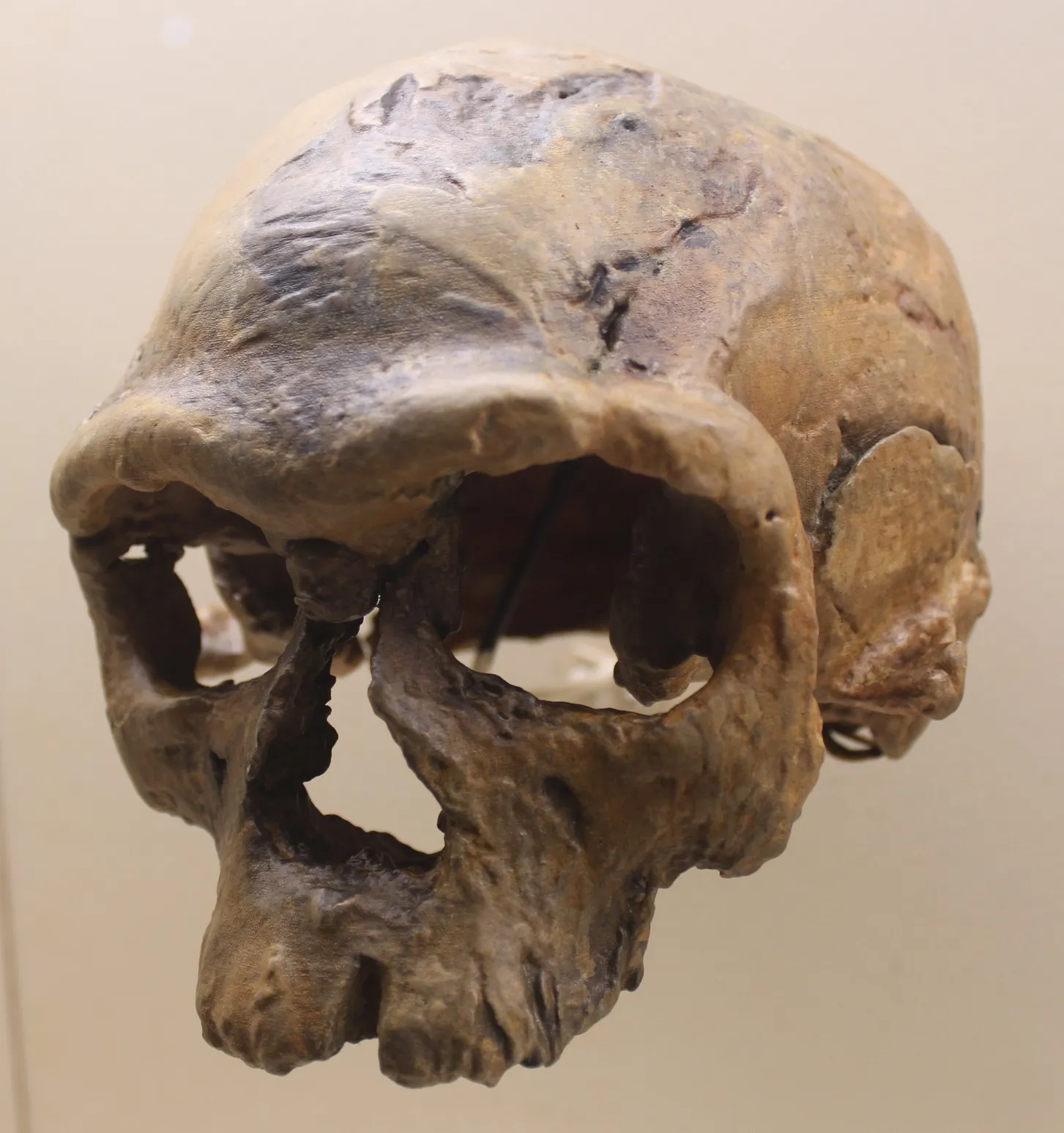 A cast of a fossil human skull with a long, low braincase.