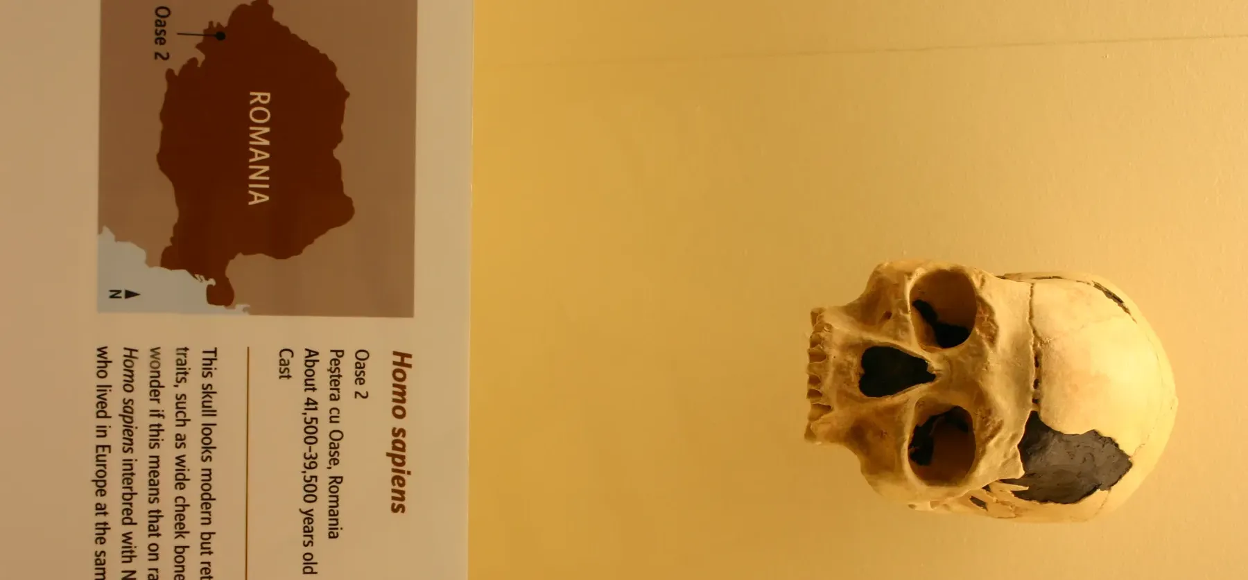 A cast of an ancient human skull on a museum shelf beside a map of Romania.