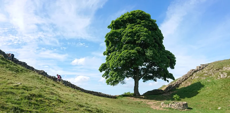 The Sycamore Gap tree in June 2018, five years before it was felled: the green crown between the walled slopes.